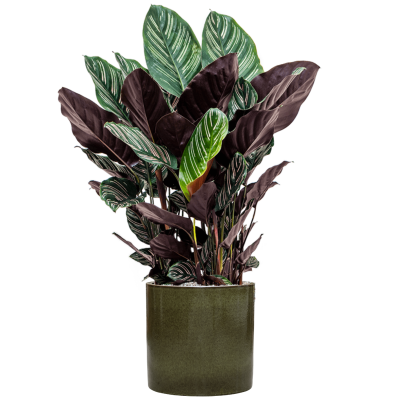 Растение в кашпо Calathea sanderiana in Cylinder