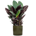 Растение в кашпо Calathea sanderiana in Cylinder