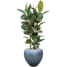 Ficus elastica 'Robusta' in Baq Metallic Silver leaf