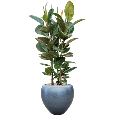 Растение в кашпо Ficus elastica 'Robusta' in Baq Metallic Silver leaf