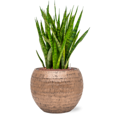 Sansevieria kirkii in Baq Opus Hammered