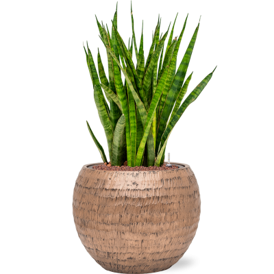 Растение в кашпо Sansevieria kirkii in Baq Opus Hammered