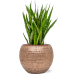 Растение в кашпо Sansevieria kirkii in Baq Opus Hammered