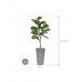 Растение в кашпо Ficus lyrata in Artstone