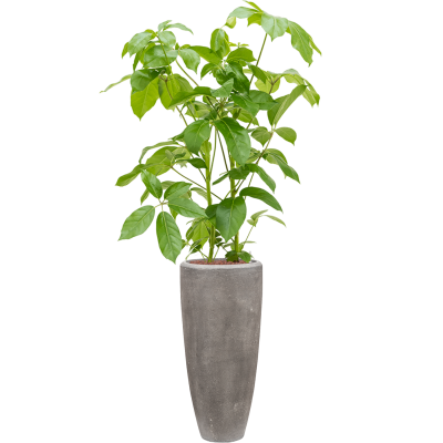 Растение в кашпо Schefflera actinophylla 'Amate' in Baq Polystone Plain