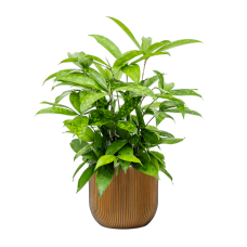 Dracaena surculosa in Capi Nature Groove