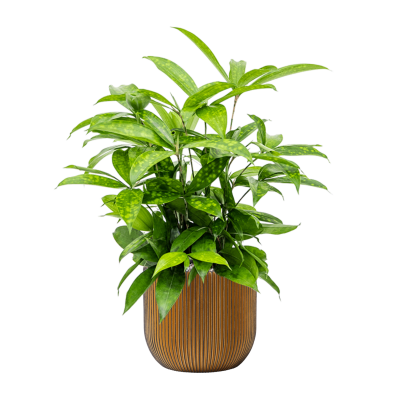 Растение в кашпо Dracaena surculosa in Capi Nature Groove