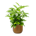 Растение в кашпо Dracaena surculosa in Capi Nature Groove