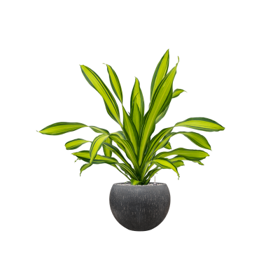 Растение в кашпо Dracaena fragrans 'Charley' in Baq Raindrop