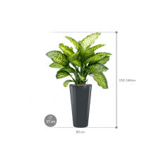 Dieffenbachia seguine 'Maroba' in Runner