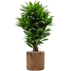 Dracaena fragrans 'Compacta' in Cylinder