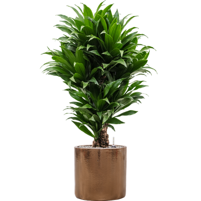 Растение в кашпо Dracaena fragrans 'Compacta' in Cylinder