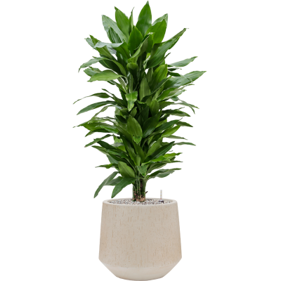 Растение в кашпо Dracaena fragrans 'Janet Lind' in Baq Raindrop