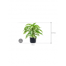 Dracaena fragrans 'Jade Jewel' in Baq Ease