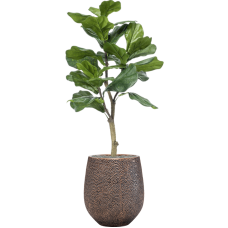 Ficus lyrata in Baq Opus Hit