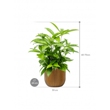 Dracaena surculosa in Capi Nature Groove