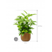 Растение в кашпо Dracaena surculosa in Capi Nature Groove