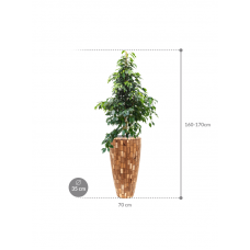 Ficus benjamina 'Danielle' in Baq Facets Jenga