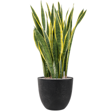 Sansevieria trifasciata 'Laurentii' in Artstone