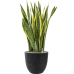 Растение в кашпо Sansevieria trifasciata 'Laurentii' in Artstone