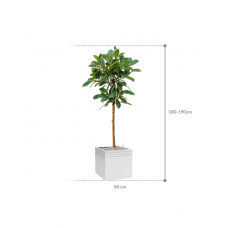 Ficus cyathistipula in Baq Line-Up