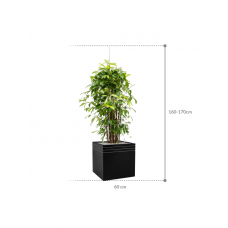 Dracaena surculosa in Baq Line-Up