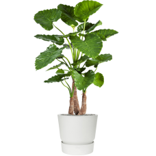 Alocasia calidora in Greenville