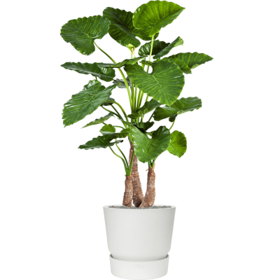 Растение в кашпо Alocasia calidora in Greenville