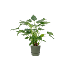 Alocasia cucullata 'Aurea' in Greenville