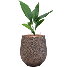 Aspidistra elatior in Baq Opus Hit