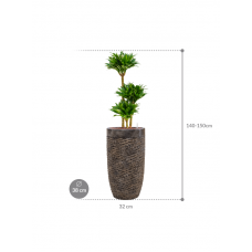 Dracaena fragrans 'Compacta' in Baq Luxe Lite Universe Layer