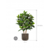 Растение в кашпо Ficus elastica in Baq Luxe Lite Universe Waterfall