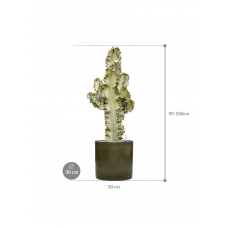 Euphorbia ingens marmorata in Cylinder