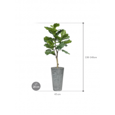 Ficus lyrata in Artstone