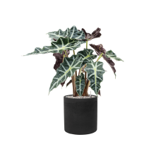 Alocasia 'Polly' in Rough