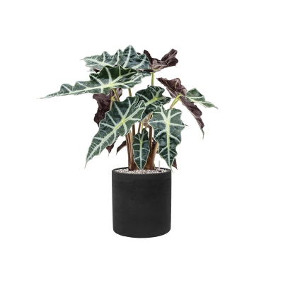 Растение в кашпо Alocasia 'Polly' in Rough