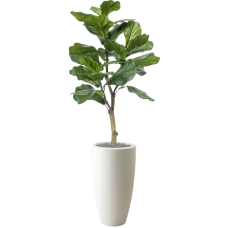 Ficus lyrata in Pure®