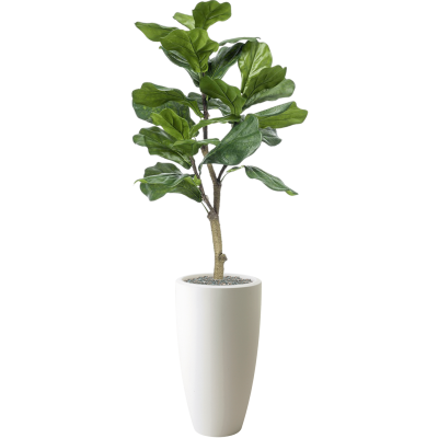 Растение в кашпо Ficus lyrata in Pure®