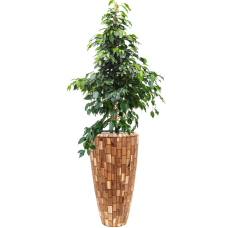 Ficus benjamina 'Danielle' in Baq Facets Jenga