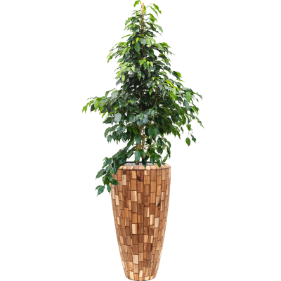 Растение в кашпо Ficus benjamina 'Danielle' in Baq Facets Jenga