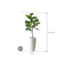 Ficus lyrata in Pure®