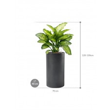 Dieffenbachia seguine 'Maroba' in Baq Basic