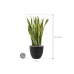 Растение в кашпо Sansevieria trifasciata 'Laurentii' in Artstone