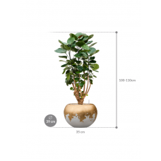 Aralia (Polyscias) 'Fabian' in Baq Luxe Lite Glossy