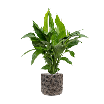 Растение в кашпо Spathiphyllum 'Sweet Lauretta' in Baq Luxe Lite Moon