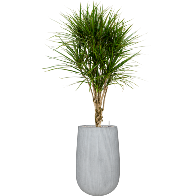 Растение в кашпо Dracaena marginata in Ridged Vertically