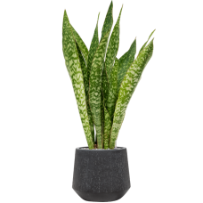 Sansevieria masoniana 'Dragon' in Baq Raindrop