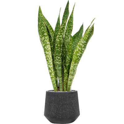 Растение в кашпо Sansevieria masoniana 'Dragon' in Baq Raindrop