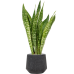 Растение в кашпо Sansevieria masoniana 'Dragon' in Baq Raindrop