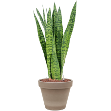 Sansevieria zeylanica in Terra Cotta